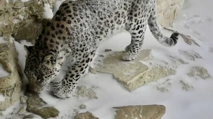 Леопарда вновь заметили в Мангистау