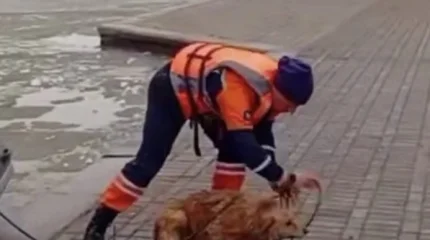 Столичные спасатели бросились в ледяную воду за собакой