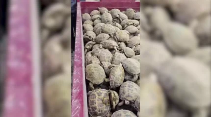 Түркістан облысының Отырар ауданы аумағындағы тасбақалар жаппай қауіпсіз аумақтарға көшіріліп жатыр