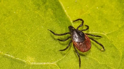 Он адамды кене шақты, оның үшеуі – бала