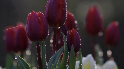 Грозы прогремят в Астане, Алматы и Шымкенте в среду, 8 апреля