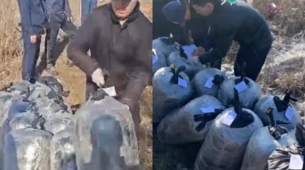 Тайник с 308 килограммами наркотиков нашли у павлодарца