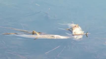 Қызылжарда үш бірдей көлде балық қырылды