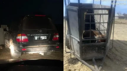 Жайылымда жүрген малды ұрлады