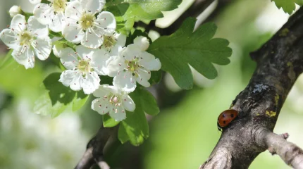 Мамырда қазақстандықтар қалай демалады?
