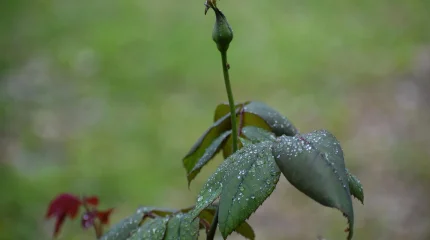 Жаңбыр жауады: күн суытады