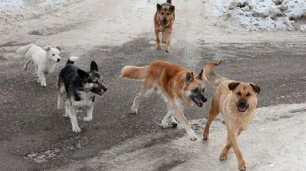 Мәжіліс заң қабылдады: қаңғыбас иттерді аулау тәсілі өзгеруі мүмкін