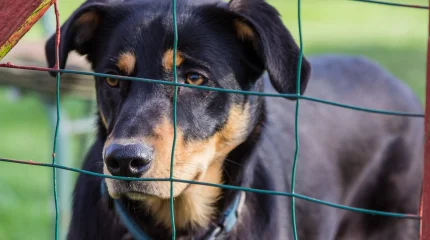 Общественникам дали право проверять условия содержания животных в приютах