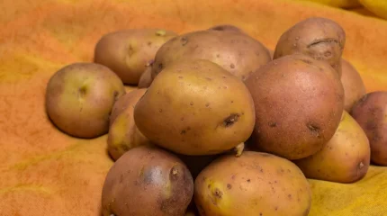 Бельгийские фермеры бесплатно раздают картофель из-за рекордного урожая