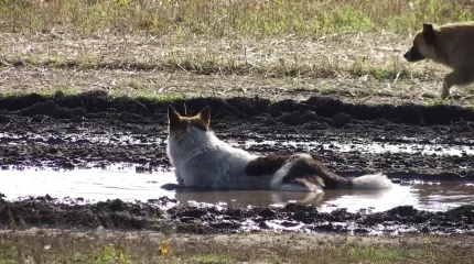 Иесіз иттер эвтаназияға жіберіледі