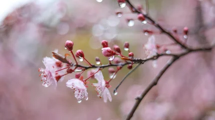 Жаңбыр, бұршақ, жел мен көктайғақ: Алдағы күндері ауа райы қандай болады?