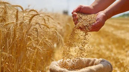 Астық пен ұн экспорты 9,9 млн тоннаға жетті