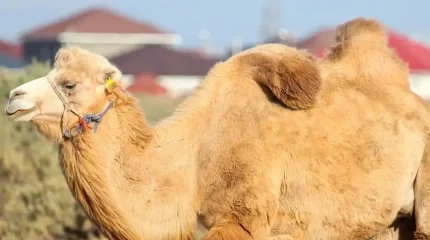 Қызылорда облысының тұрғыны бір түйе үшін бес жылға сотталып кетті