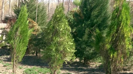 Қызылордалық 85 жастағы қария миллиондаған көшетке тіршілік сыйлаған