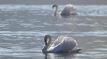 В Мангистау объяснили ситуацию с гибелью лебедей на Каспии