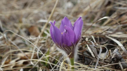 Весна набирает обороты: какая погода ожидается в крупнейших городах Казахстана 13 апреля