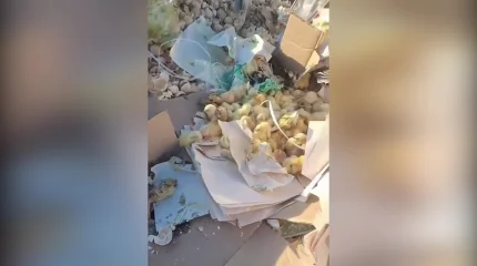 Десятки живых цыплят нашли на свалке в СКО
