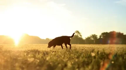 Погода без осадков ожидается в Астане, Алматы и Шымкенте