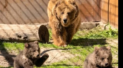 Алматы зообағында Қызыл кітапқа енген қонжықтар дүниеге келді