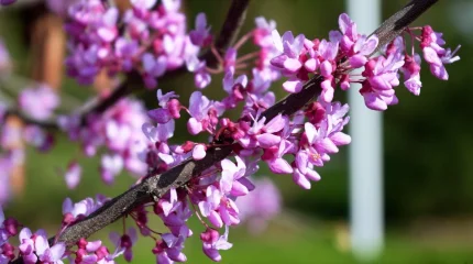 ҚазҰУ аумағында сакура гүлдеді