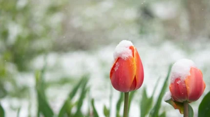 До -18 и снег: синоптики предупреждают о новой волне похолодания