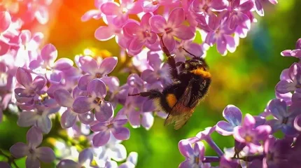 Жаркий и сухой май обещают синоптики