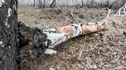 Солтүстік Қазақстан облысында ағаш құлап, ер адам зардап шекті