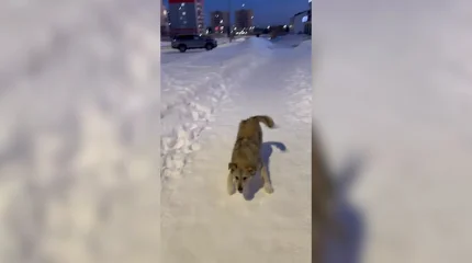 Более 40 тысяч случаев нападения бродячих животных на взрослых и детей зафиксировано в 2025 году в РК