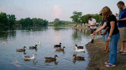 Учёный объяснил, почему уток нельзя кормить свежим хлебом