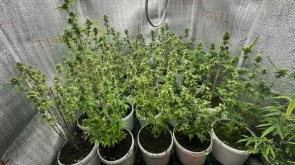 Жертөледе марихуана өсірген