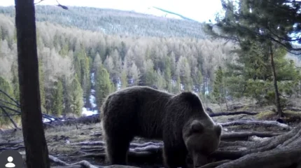 Медведь после зимней спячки попал в фотоловушку в Катон-Карагае