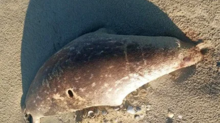 Почти сотню мертвых тюленей выбросило на берег Каспия в Мангистау