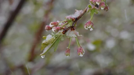 Бүгін үсік жүреді