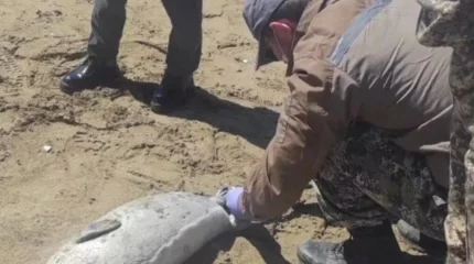 Каспий жағалауында итбалықтар қырылып жатыр