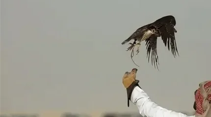 Соколиную охоту возрождают в Испании для борьбы с голубями