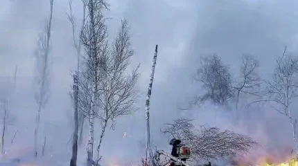 Пожар в 7,7 гектара едва не уничтожил лес в СКО