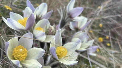 До трех лет тюрьмы: о штрафах и угрозах при сборе первоцветов предупредили в Нацпарке «Бурабай»