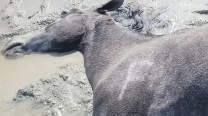 Более 100 лошадей погибли из-за непогоды в Мангистау