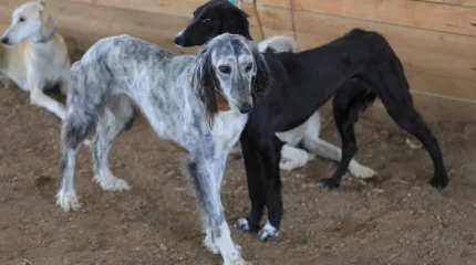 В Казахстане появится новый праздник - День казахского тазы и тобета