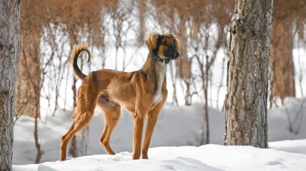 Қазақстанда жаңа мереке - Қазақ тазысы мен төбеті күні ресми түрде бекітілді