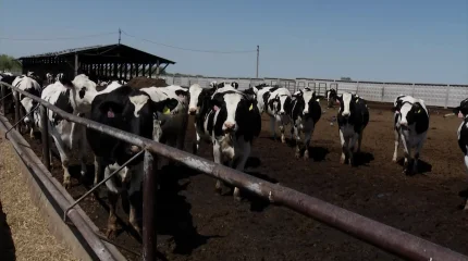 Многомиллионный спор между двумя компаниями привёл к гибели около 500 голов скота в Алматинской области