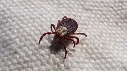 СҚО-да жүзге жуық адамды кене шаққан