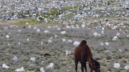 «Море» пластиковых пакетов в мангистауской степи возмутило казахстанцев