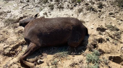 Маңғыстауда нөсер салдарынан жылқылар қырылған