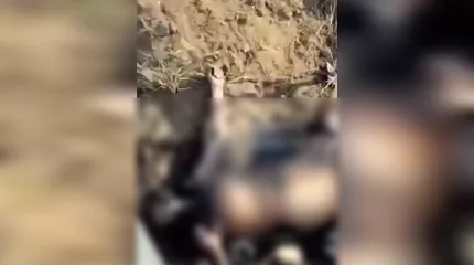 Ақсу қаласында жартылай өртелген әйел адамның мәйіті табылды