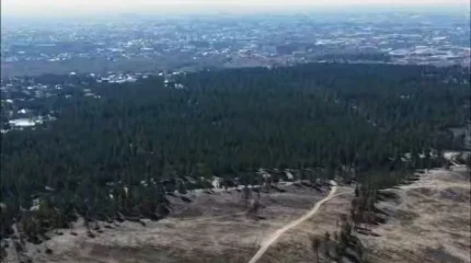 Тысячи саженцев сосны высадили на участке леса в «Семей Орманы», уничтоженного пожаром