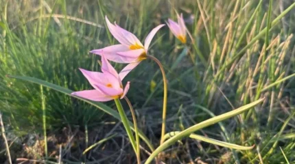 Қызыл кітапқа енген сирек қызғалдақ гүлдеді