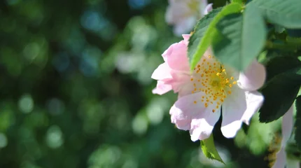 Елімізде күн 34 градусқа дейін ысиды