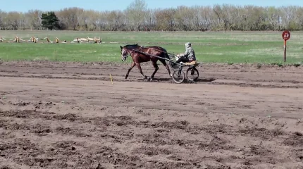 Лошадь откусила женщине палец на ипподроме в СКО