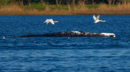 Киту Тимми стало хуже перед новой попыткой спасения